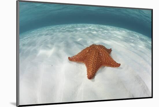 A West Indian Starfish on the Seafloor in Turneffe Atoll, Belize-Stocktrek Images-Mounted Photographic Print