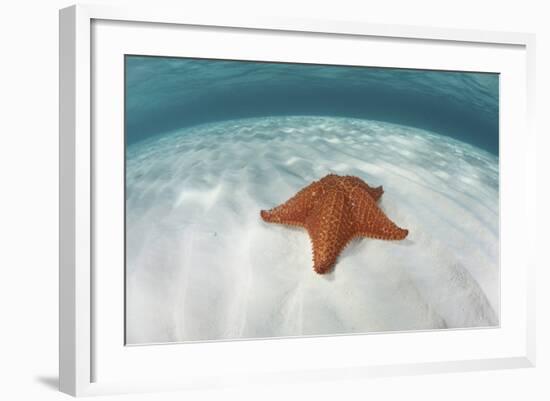 A West Indian Starfish on the Seafloor in Turneffe Atoll, Belize-Stocktrek Images-Framed Photographic Print