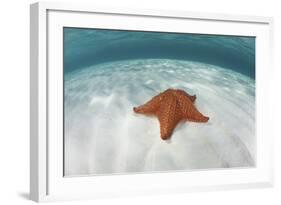 A West Indian Starfish on the Seafloor in Turneffe Atoll, Belize-Stocktrek Images-Framed Photographic Print