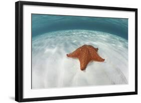 A West Indian Starfish on the Seafloor in Turneffe Atoll, Belize-Stocktrek Images-Framed Photographic Print