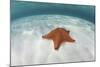 A West Indian Starfish on the Seafloor in Turneffe Atoll, Belize-Stocktrek Images-Mounted Photographic Print