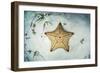 A West Indian Starfish on the Seafloor in Turneffe Atoll, Belize-Stocktrek Images-Framed Photographic Print