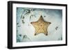 A West Indian Starfish on the Seafloor in Turneffe Atoll, Belize-Stocktrek Images-Framed Photographic Print