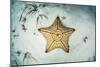 A West Indian Starfish on the Seafloor in Turneffe Atoll, Belize-Stocktrek Images-Mounted Photographic Print