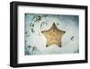 A West Indian Starfish on the Seafloor in Turneffe Atoll, Belize-Stocktrek Images-Framed Photographic Print