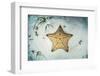 A West Indian Starfish on the Seafloor in Turneffe Atoll, Belize-Stocktrek Images-Framed Photographic Print