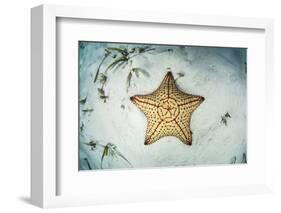 A West Indian Starfish on the Seafloor in Turneffe Atoll, Belize-Stocktrek Images-Framed Photographic Print