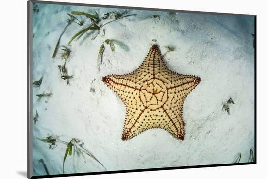 A West Indian Starfish on the Seafloor in Turneffe Atoll, Belize-Stocktrek Images-Mounted Photographic Print