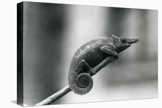 A West Usambara Two-Horned Chameleon, London Zoo, 1927 (B/W Photo)-Frederick William Bond-Stretched Canvas