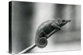 A West Usambara Two-Horned Chameleon, London Zoo, 1927 (B/W Photo)-Frederick William Bond-Stretched Canvas