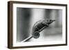 A West Usambara Two-Horned Chameleon, London Zoo, 1927 (B/W Photo)-Frederick William Bond-Framed Giclee Print