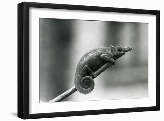 A West Usambara Two-Horned Chameleon, London Zoo, 1927 (B/W Photo)-Frederick William Bond-Framed Giclee Print