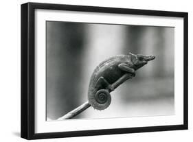 A West Usambara Two-Horned Chameleon, London Zoo, 1927 (B/W Photo)-Frederick William Bond-Framed Giclee Print