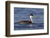 A Western Grebe in its Winter Plumage in Southern California-Neil Losin-Framed Photographic Print