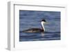 A Western Grebe in its Winter Plumage in Southern California-Neil Losin-Framed Photographic Print