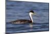 A Western Grebe in its Winter Plumage in Southern California-Neil Losin-Mounted Photographic Print