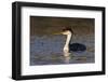 A Western Grebe in its Winter Plumage in Southern California-Neil Losin-Framed Photographic Print