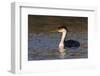 A Western Grebe in its Winter Plumage in Southern California-Neil Losin-Framed Photographic Print