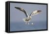 A Western Gull Drops a Clam onto the Rocky Shoreline in Southern California to Access the Meat-Neil Losin-Framed Stretched Canvas