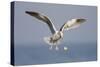 A Western Gull Drops a Clam onto the Rocky Shoreline in Southern California to Access the Meat-Neil Losin-Stretched Canvas