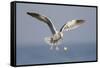 A Western Gull Drops a Clam onto the Rocky Shoreline in Southern California to Access the Meat-Neil Losin-Framed Stretched Canvas