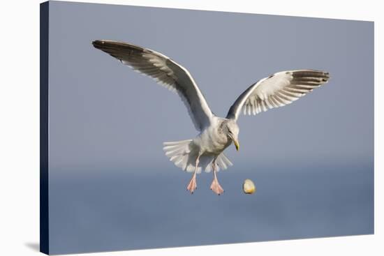 A Western Gull Drops a Clam onto the Rocky Shoreline in Southern California to Access the Meat-Neil Losin-Stretched Canvas