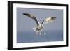 A Western Gull Drops a Clam onto the Rocky Shoreline in Southern California to Access the Meat-Neil Losin-Framed Photographic Print