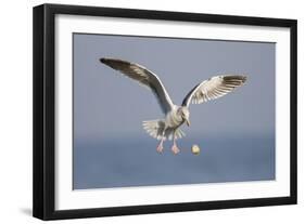 A Western Gull Drops a Clam onto the Rocky Shoreline in Southern California to Access the Meat-Neil Losin-Framed Photographic Print