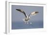 A Western Gull Drops a Clam onto the Rocky Shoreline in Southern California to Access the Meat-Neil Losin-Framed Photographic Print