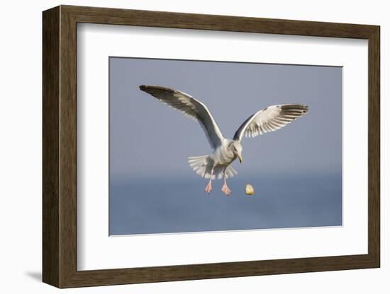 A Western Gull Drops a Clam onto the Rocky Shoreline in Southern California to Access the Meat-Neil Losin-Framed Photographic Print