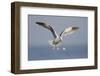 A Western Gull Drops a Clam onto the Rocky Shoreline in Southern California to Access the Meat-Neil Losin-Framed Photographic Print