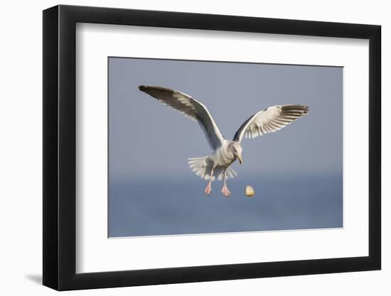 A Western Gull Drops a Clam onto the Rocky Shoreline in Southern California to Access the Meat-Neil Losin-Framed Photographic Print