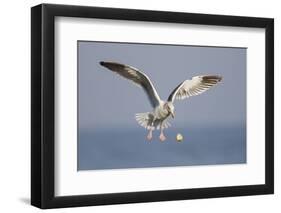 A Western Gull Drops a Clam onto the Rocky Shoreline in Southern California to Access the Meat-Neil Losin-Framed Photographic Print