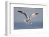 A Western Gull Drops a Clam onto the Rocky Shoreline in Southern California to Access the Meat-Neil Losin-Framed Photographic Print