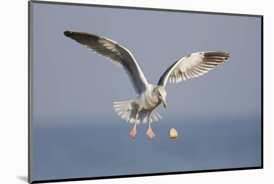 A Western Gull Drops a Clam onto the Rocky Shoreline in Southern California to Access the Meat-Neil Losin-Mounted Photographic Print