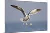 A Western Gull Drops a Clam onto the Rocky Shoreline in Southern California to Access the Meat-Neil Losin-Mounted Photographic Print