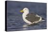 A Western Gull on the Southern California Coast-Neil Losin-Stretched Canvas