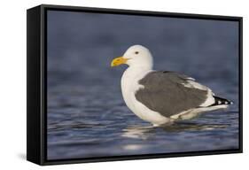 A Western Gull on the Southern California Coast-Neil Losin-Framed Stretched Canvas