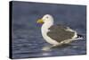 A Western Gull on the Southern California Coast-Neil Losin-Stretched Canvas