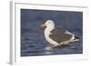 A Western Gull on the Southern California Coast-Neil Losin-Framed Photographic Print