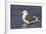 A Western Gull on the Southern California Coast-Neil Losin-Framed Photographic Print