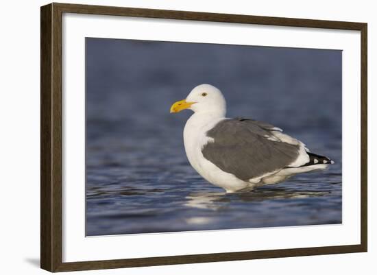 A Western Gull on the Southern California Coast-Neil Losin-Framed Photographic Print