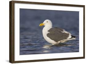 A Western Gull on the Southern California Coast-Neil Losin-Framed Photographic Print