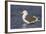 A Western Gull on the Southern California Coast-Neil Losin-Framed Photographic Print