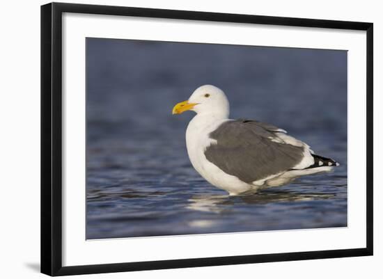 A Western Gull on the Southern California Coast-Neil Losin-Framed Photographic Print