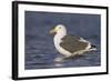 A Western Gull on the Southern California Coast-Neil Losin-Framed Photographic Print