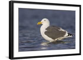 A Western Gull on the Southern California Coast-Neil Losin-Framed Photographic Print