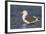 A Western Gull on the Southern California Coast-Neil Losin-Framed Photographic Print