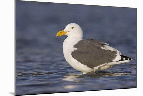 A Western Gull on the Southern California Coast-Neil Losin-Mounted Photographic Print