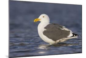 A Western Gull on the Southern California Coast-Neil Losin-Mounted Photographic Print